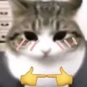CatShy