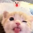 CatSilly
