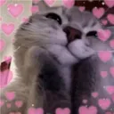 CatLove