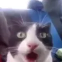 CatShocked