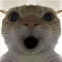 ohcat