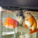 beg Discord Emoji - Goldfish Zero
