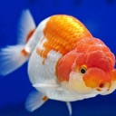 john custom emote | Goldfish Zero