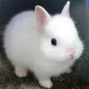 bunny