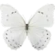 whitebutterfly
