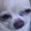 questiondog