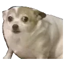 chubbydog