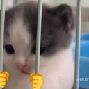 jail custom emote | EVOLUTION