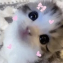 bow_cat Discord Emoji from EVOLUTION