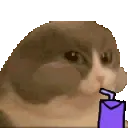 catsip