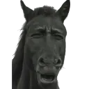 Wtf