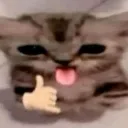 CoolCatShowsTongue