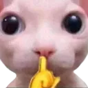bingushh