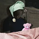 sleepy_leon