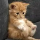 wali