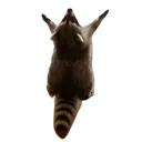 Raccoon_hail