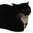 cat cat