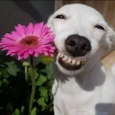 :d_flower2: