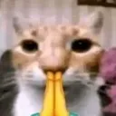 sry