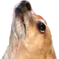 UpDog Discord Emoji from Homestuck Community
