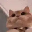 catlook