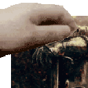 tigerpat