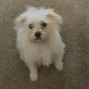 ohokayahhdoggy ohokayahhdoggy