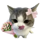 890605catflower