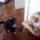 CatViolence CatViolence