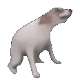 dogdance