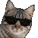 catEpic