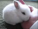 BunnyHide