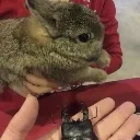 BunnyStare