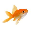 goldfish custom emote | ⋮ ⌗ ┆  ˚ノfishies◞ ♡