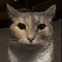 cat_stared