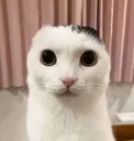 wha