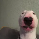 Walter