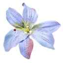 6_flower