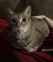 dumbahhcat