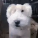 ugly_ass_dog
