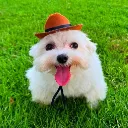 beautiful_dog