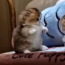 confusedkitty