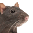ratJam animated emote - Curatorium of Secrets