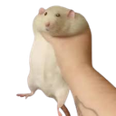 captured custom emote from Curatorium of Secrets