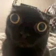 Cat_stare