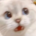 catnani Discord Emoji | Venom Foundation (11M $VENOM Quests Live)