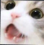 WHcatnaniiiii custom emote from Venom Foundation (11M $VENOM Quests Live)