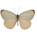 vintagebutterfly Discord sticker from Call Me By Your Name | Unofficial Roleplay Server