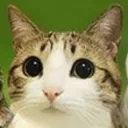 meowl