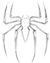 spider